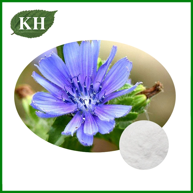 Chicory Extract Powder